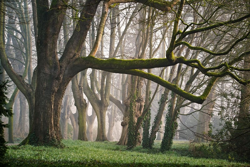 Mystical Garden
